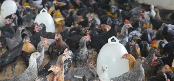 Budidaya ayam di Adiluwih, Pringsewu