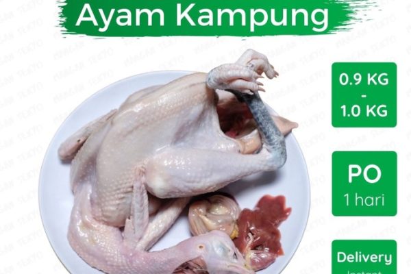 Jual Ayam Kampung Segar / Ayam Kampung Fresh | Shopee Indonesia