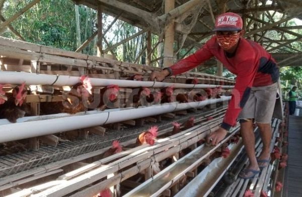 Ayam ternak di Ambarawa, Semarang