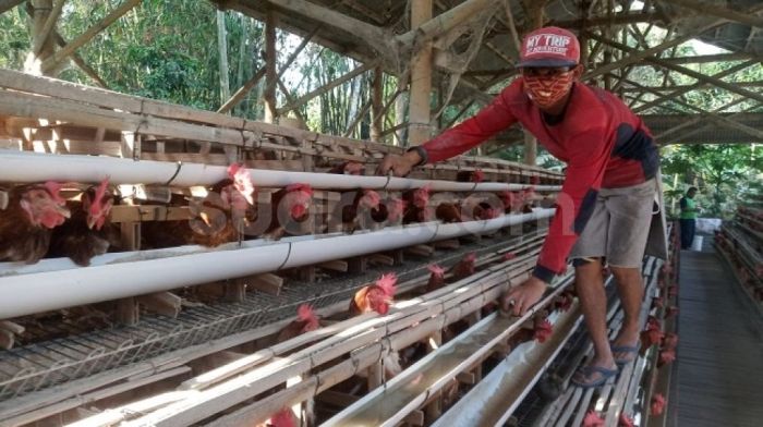 Ternak ayam kampung asli bisa raup keuntungan ratusan juta - YouTube Ternak ayam kampung asli bisa raup keuntungan ratusan juta - YouTube