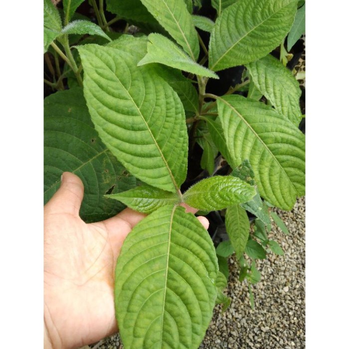 Manfaat Daun Maja: Antioksidan, Anti-inflamasi, dan Efek Antidiabetes ... Daun penggemuk ayam di Maja, Kab. Lebak