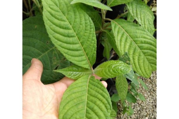 Daun penggemuk ayam di Awyu, Kab. Asmat