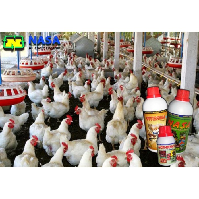 Budidaya Ayam Broiler – Sharing Artikel Di Socialiablog.com Budidaya Ayam Broiler – Sharing Artikel Di Socialiablog.com