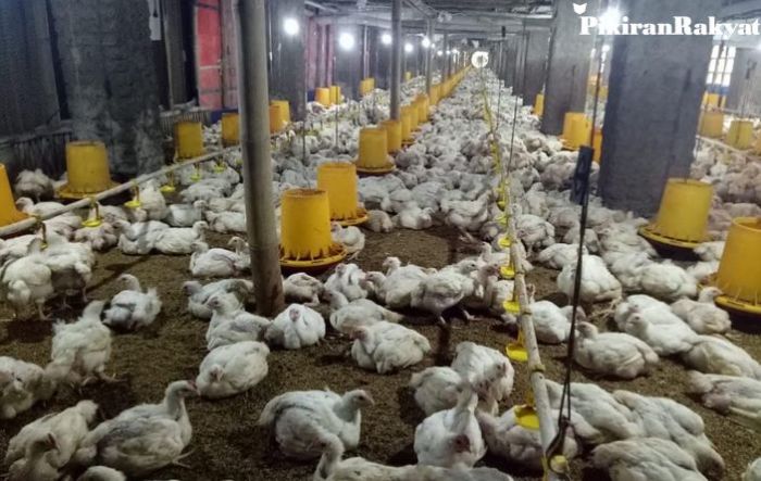 Budidaya ternak ayam di Pekalongan Timur, Kota Pekalongan