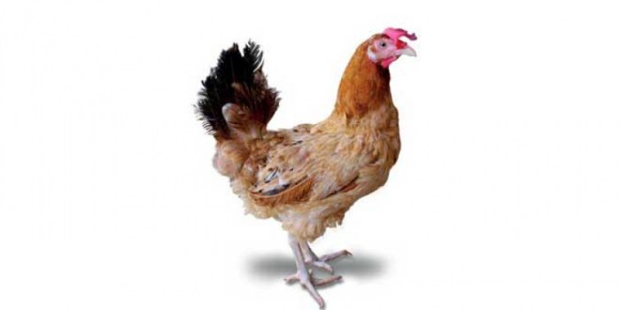 4 Jenis Ayam Kampung Petelur Terkenal di Indonesia Ternak ayam petelur di Laboya Barat, Sumba Barat