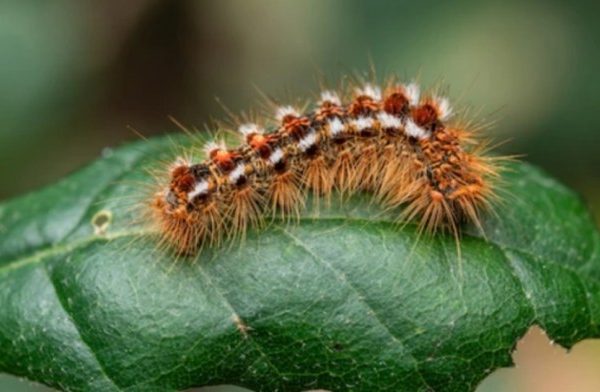 Bulu kelinci di Asera, Konawe Utara