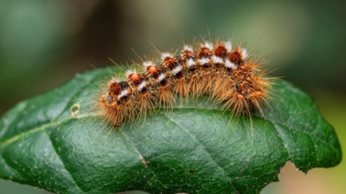 Bulu kelinci di Betoambari, Kota Baubau