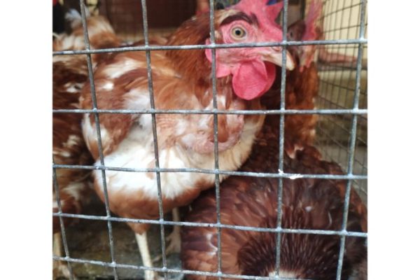 Ayam merah petelur di Tabir Lintas, Kabupaten Merangin