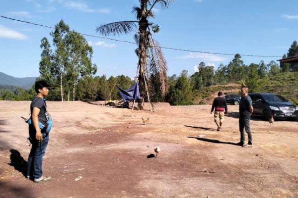 Daun penggemuk ayam di Sanggalangi, Toraja Utara