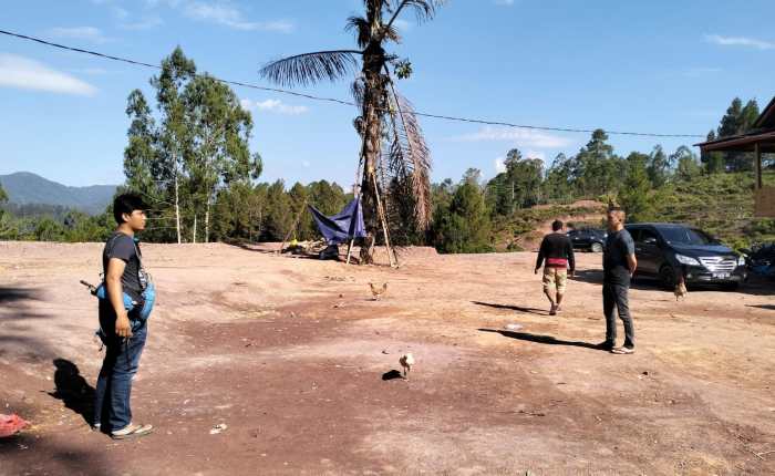Daun penggemuk ayam di Sanggalangi, Toraja Utara