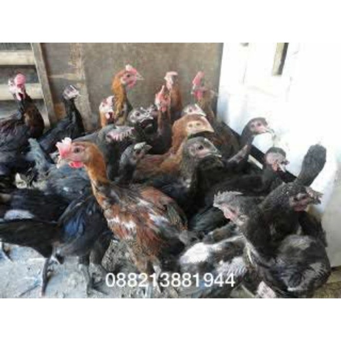 Jual Anakan ayam pelung jumbo asli | Shopee Indonesia