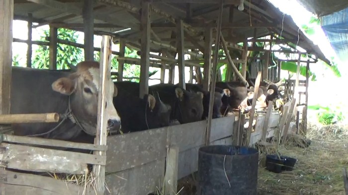 Sedekah Bumi, Wujud Syukur Warga Kabupaten Rejang Lebong