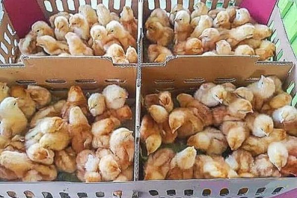 Ayam layer di Tabir Ilir, Kabupaten Merangin
