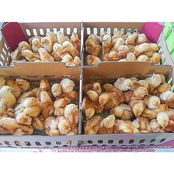 PABRIK DOC AYAM PEJANTAN | LAYER | BROILER | JOPER | KAMPUNG MAKASSAR ... Ayam layer di Tabir Ilir, Kabupaten Merangin