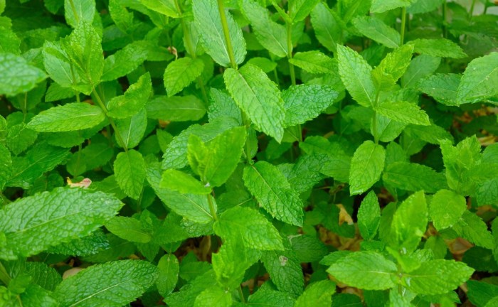 Gambar : daun mint, menanam, Daun-daun, aroma, alam, hijau, tanaman ... Daun penggemuk ayam di Aitinyo Barat, Kab. Maybrat