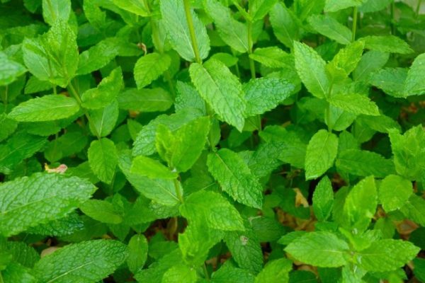 Daun penggemuk ayam di Tebing Tinggi, Balangan