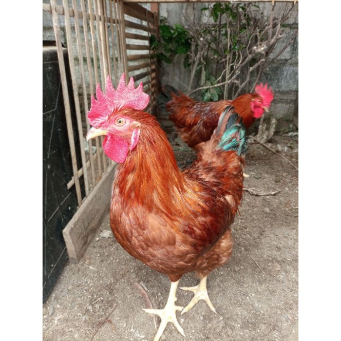 Ini Ayam Petelur Hasil Binaan Karang Taruna Kecamatan Mandau di ... Ini Ayam Petelur Hasil Binaan Karang Taruna Kecamatan Mandau di ...