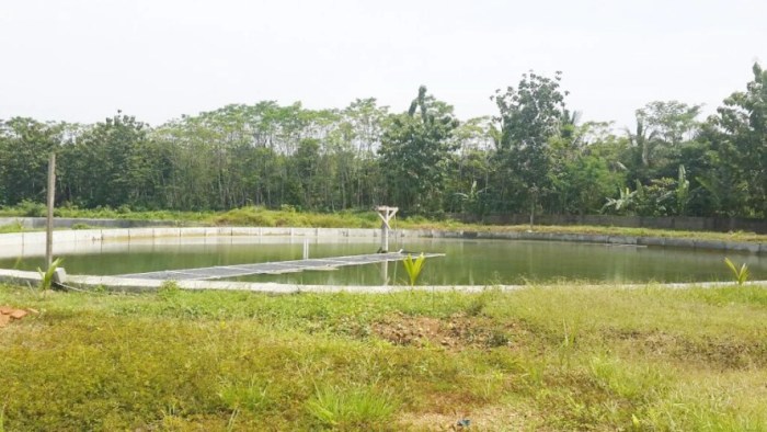 Seorang Nelayan Payang asal Carita Pandeglang Dikabarkan Hilang saat ... Daun penggemuk ayam di Carita, Kab. Pandeglang