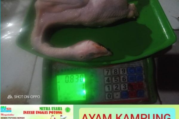 Harga ayam kampung potong di Lemahabang, Karawang
