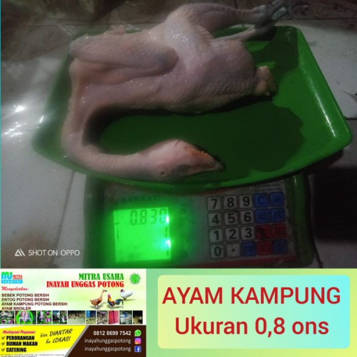 Jual AYAM KAMPUNG POTONG BERSIH (ukuran 8ons) Indonesia|Shopee Indonesia Harga ayam kampung potong di Kejaksan, Kota Cirebon