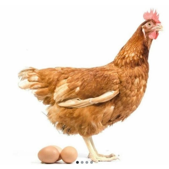 Menguntungkan Ternak Ayam Petelur Merah atau Ayam Arab? Menguntungkan Ternak Ayam Petelur Merah atau Ayam Arab?