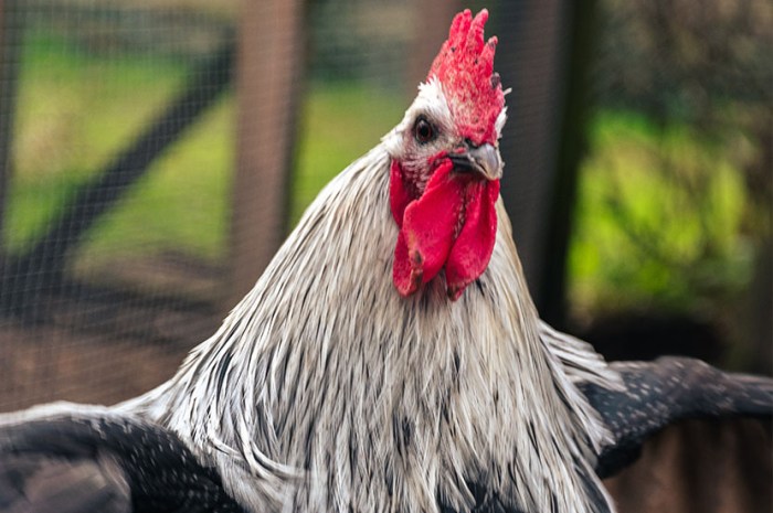 Mengapa Ayam tidak Bisa Terbang Seperti Burung? Ini Penjelasannya ... Ayam arab petelur di Jogoroto, Jombang