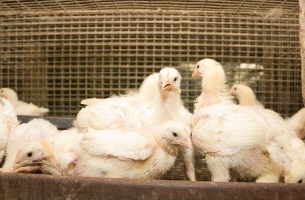 Budidaya ternak ayam di Simo, Boyolali