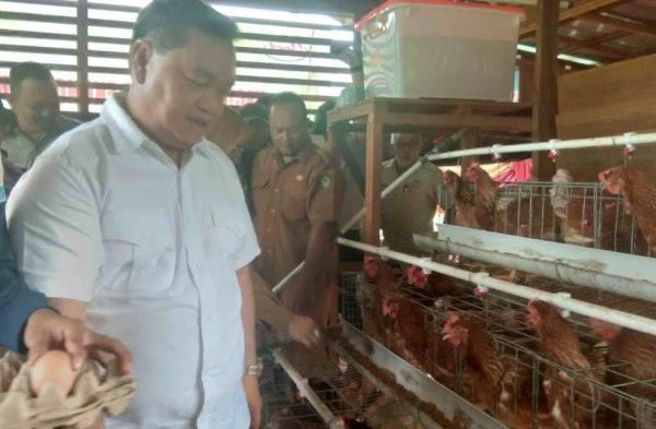 Ternak ayam petelur di Ayamaru, Kab. Maybrat