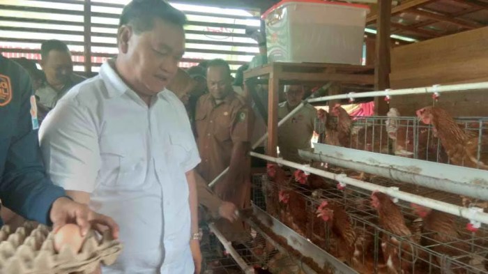 Ternak ayam petelur di Ayamaru, Kab. Maybrat