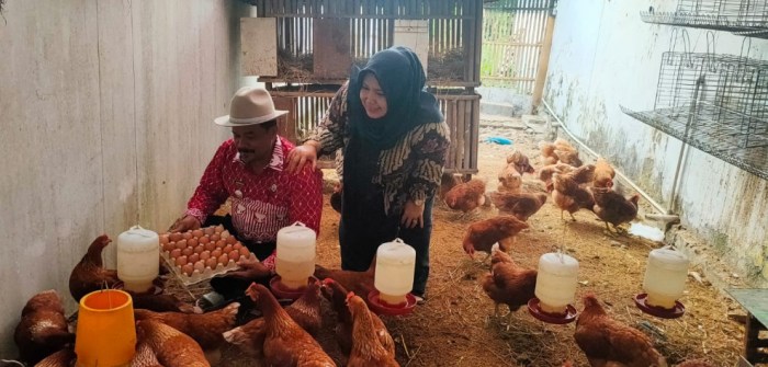 Ternak Ayam Petelur di Halaman Kantor, Cara Camat Lohbener Tingkatkan ... Ternak Ayam Petelur di Halaman Kantor, Cara Camat Lohbener Tingkatkan ...