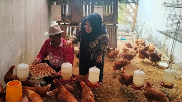 Ternak Ayam Petelur di Halaman Kantor, Cara Camat Lohbener Tingkatkan ...