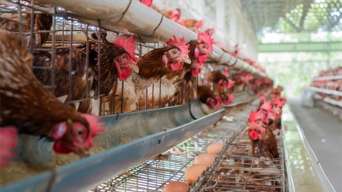 Janu Putra Sejahtera Ternak ayam petelur di Ratolindo, Tojo Una-una