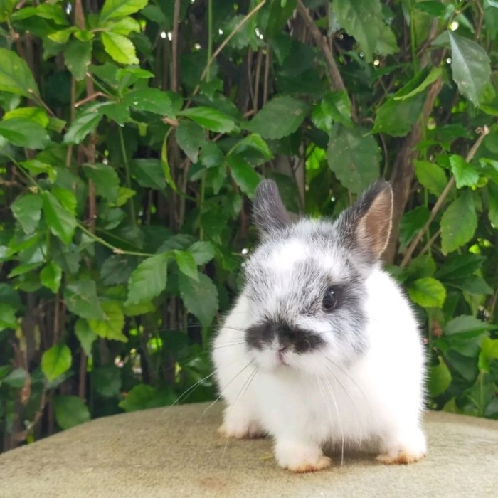 Anak kelinci di Wonorejo, Pasuruan