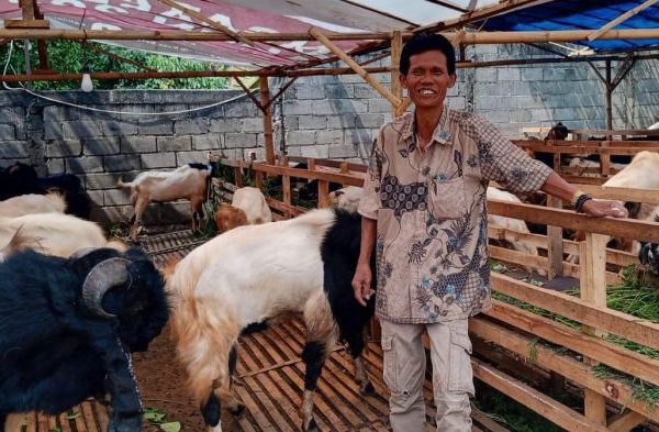 Daging kambing di Medang Deras, Batu Bara