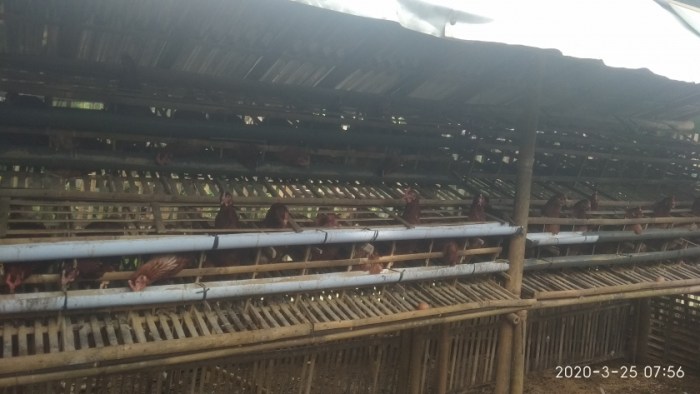 Permintaan Meningkat, Peternak Ayam Petelur di Lampung Tingkatan ... Permintaan Meningkat, Peternak Ayam Petelur di Lampung Tingkatan ...