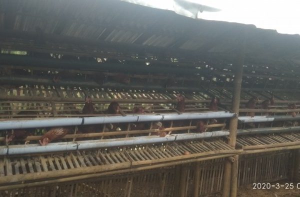 Ayam petelur