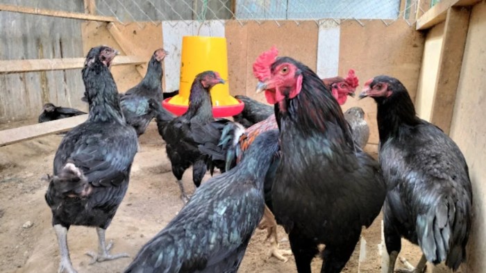 Ternak Ayam Kampung Pemula di Air Hitam, Lampung Barat