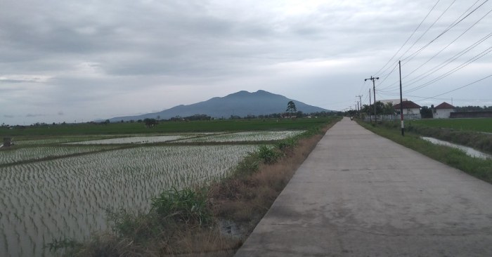 Peternakan ayam lampung