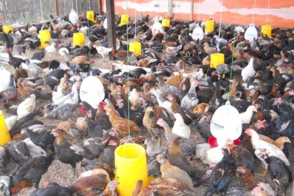Peternakan ayam kampung di Jepara, Kab. Jepara