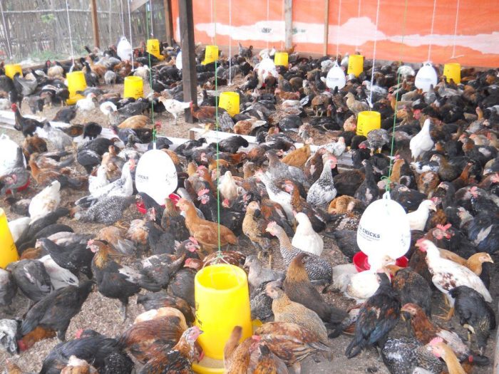 Kuliner Ingkung Kian Populer, Ternak DOC Ayam Joper Berkembang di ... Peternakan ayam kampung di Jepara, Kab. Jepara