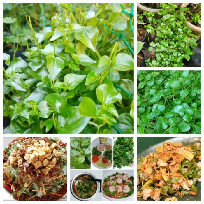 ملف:Kantor Desa Sukamaju, Kelumpang Selatan, Kotabaru.jpg - المعرفة Daun penggemuk ayam di Kelumpang Selatan, Kotabaru