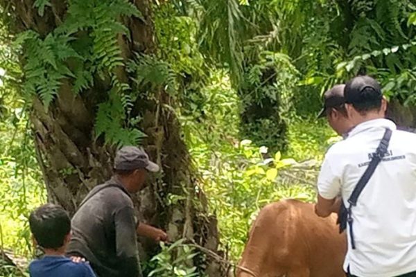 Daun penggemuk ayam di Negara, Jembrana