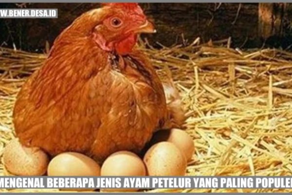 ayam petelur merah mulai bertelur lagi - YouTube