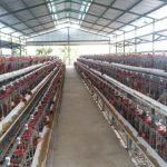 Peternakan ayam petelur terdekat di Bantul, Kab. Bantul