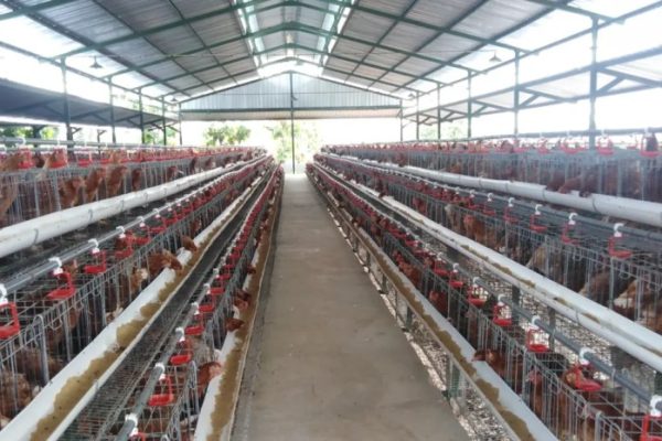 Peternakan ayam petelur terdekat di Bantul, Kab. Bantul