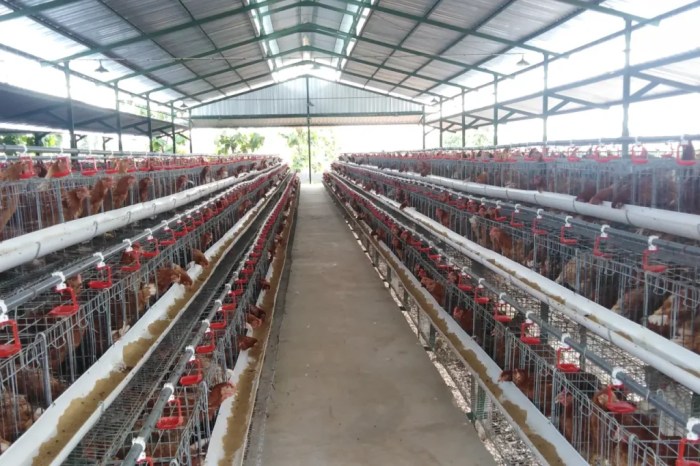 Lokasi yang Sesuai Untuk Budidaya Ayam Petelur Agar Sehat dan Tetap ... Ternak ayam petelur di Aitinyo Tengah, Kab. Maybrat