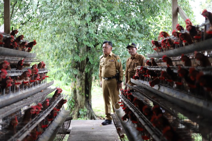 Plt Bupati Asmar Kunjungi Kelompok Peternak Ayam Petelur di Batang Malas Ternak ayam petelur di Gunung Terang, Tulang Bawang Barat