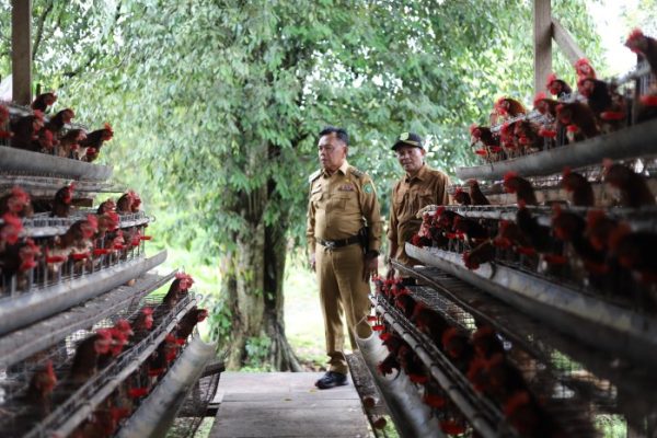 Ayam petelur jantan di Tanjuang Baru, Kabupaten Tanah Datar