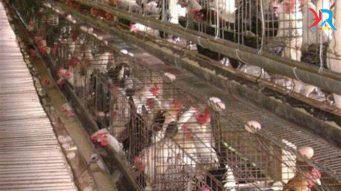 Budidaya ternak ayam di Kedungbanteng, Tegal