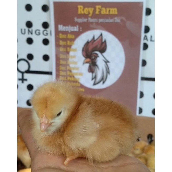 Jual Ayam Merah - Ayam Petelur Afkir - Ayam Afkir - Ayam Telur Afkir ... Jual Ayam Merah - Ayam Petelur Afkir - Ayam Afkir - Ayam Telur Afkir ...